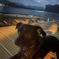 Hiawassee Animal Hospital ico