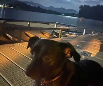 Hiawassee Animal Hospital