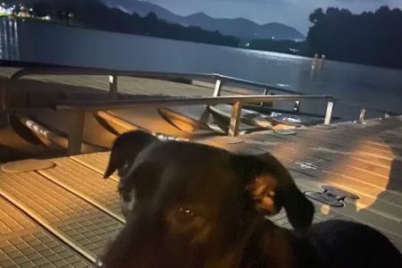 Hiawassee Animal Hospital