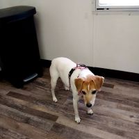 Marble Veterinary Hospital ico