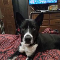 Andrews Veterinary Hospital ico
