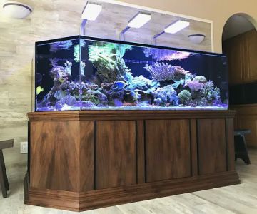 Aquatica Corals and Custom Aquariums