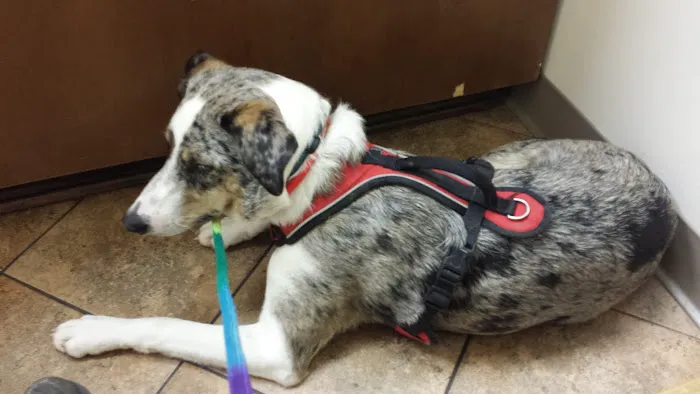 Town & Country Veterinary Hospital 12