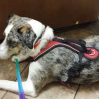 Town & Country Veterinary Hospital ico