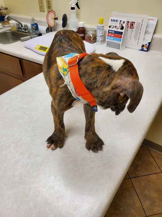 Town & Country Veterinary Hospital 12