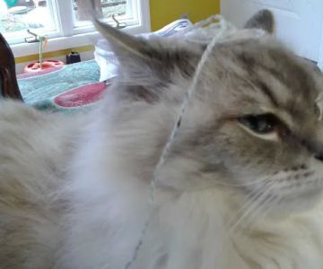 Midtown Veterinary Services & Hospital
