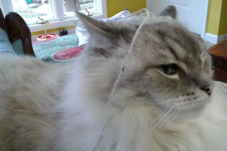 Midtown Veterinary Services & Hospital