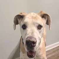 Lakeside Veterinary Clinic, Inc. ico