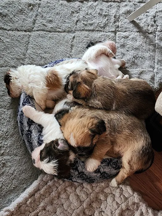 Grant Animal Clinic 12