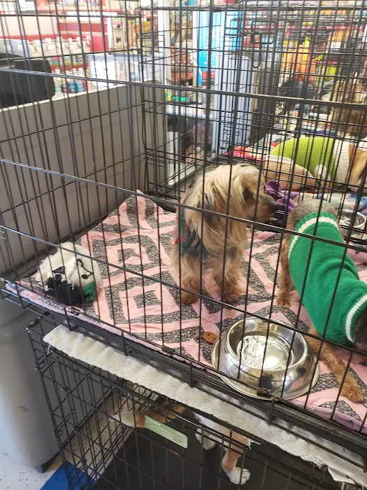 Petco 12