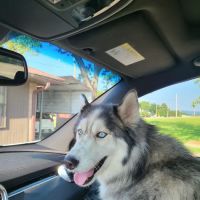 Gurley Animal Clinic ico