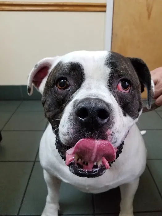 VCA Portsmouth Animal Hospital 5