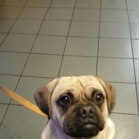 VCA Portsmouth Animal Hospital ico