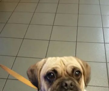 VCA Portsmouth Animal Hospital
