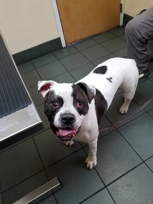 VCA Portsmouth Animal Hospital 6