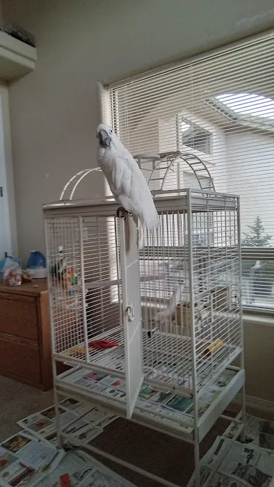 California Bird Nerds 12