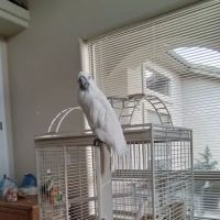 California Bird Nerds ico