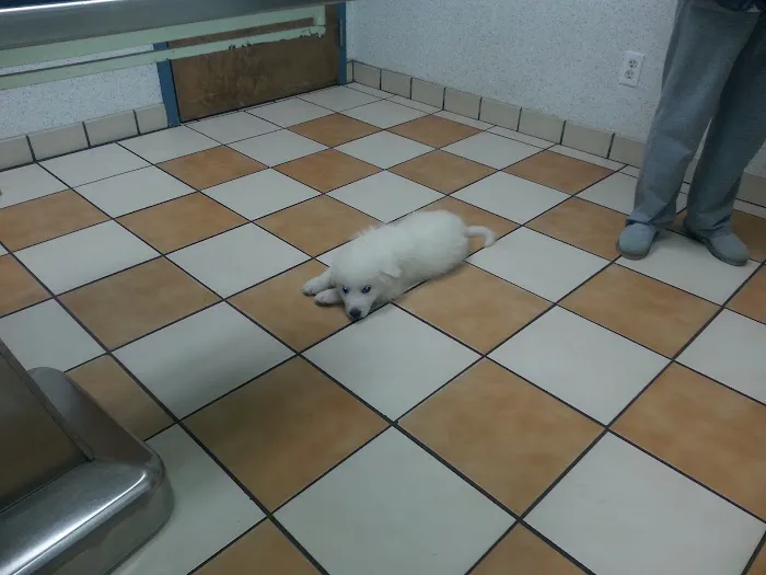 VCA Brentwood Animal Hospital 4
