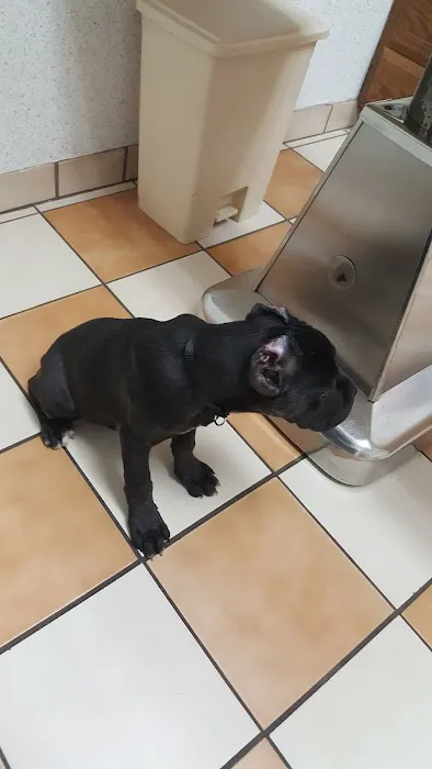 VCA Brentwood Animal Hospital 5