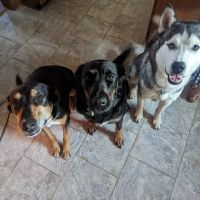 VCA Brentwood Animal Hospital ico