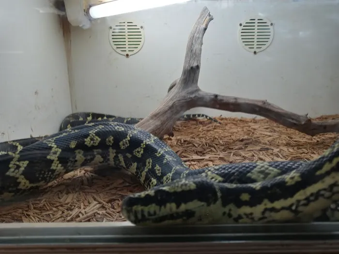 Tails2Scales Pet Shop 12