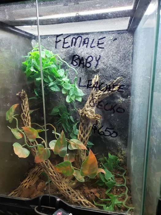 Tails2Scales Pet Shop 12