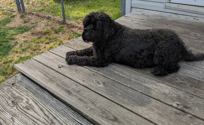 Churchland Animal Clinic 1