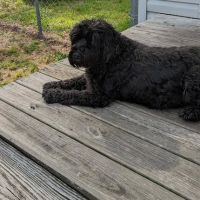 Churchland Animal Clinic ico