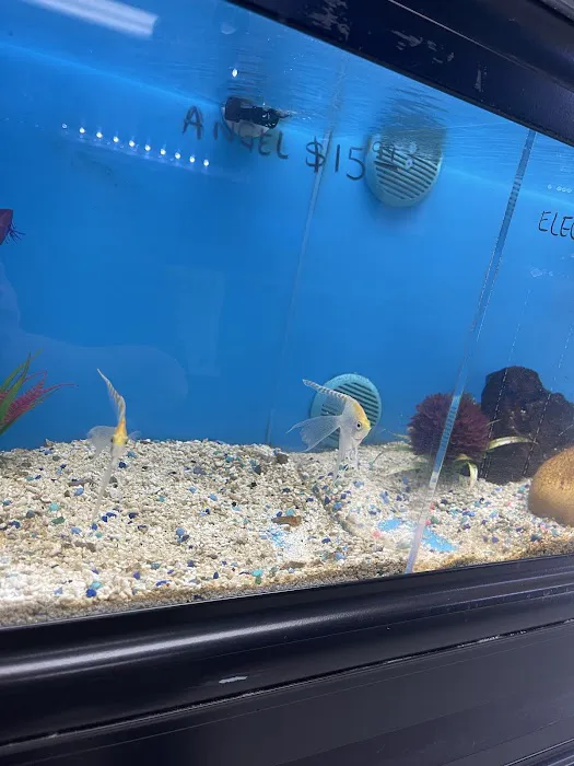 Three Little Fish 12