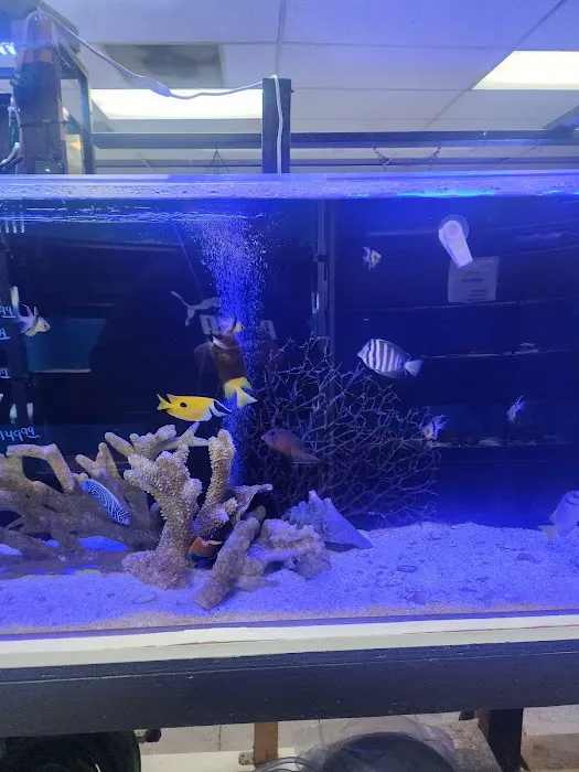 Three Little Fish 12