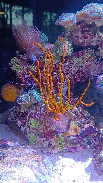 Aquarium Services LLC 12