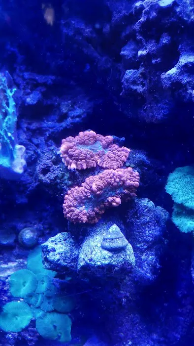 Aquarium Services LLC 12