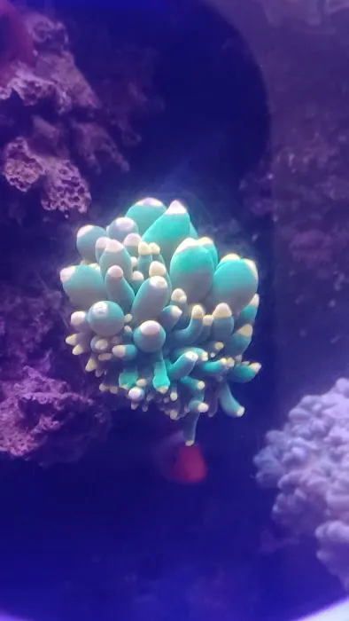 Aquarium Services LLC 12