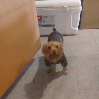 Vital Vet Animal Hospital ico