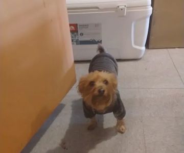 Vital Vet Animal Hospital