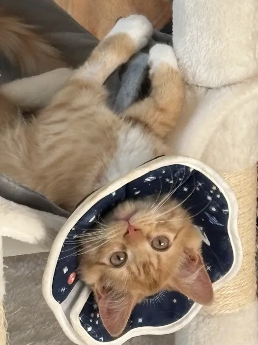 Vital Vet Animal Hospital 3