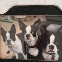 Banfield Pet Hospital ico