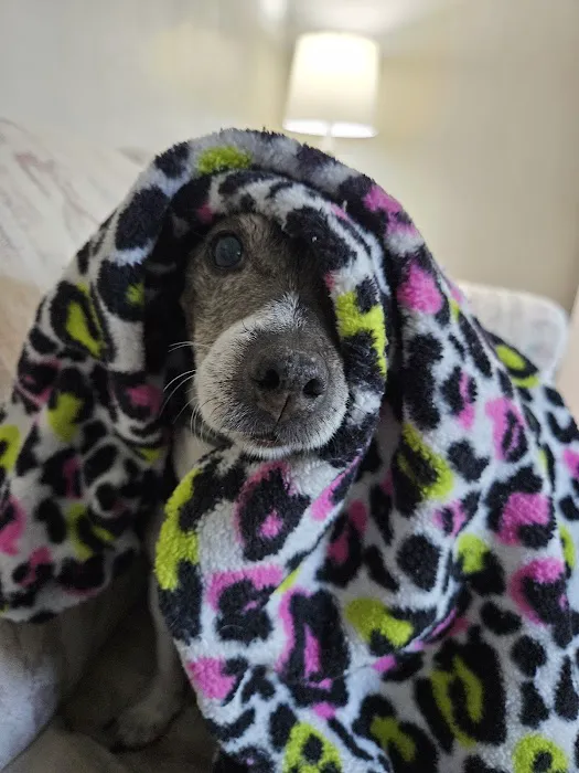 Banfield Pet Hospital 6