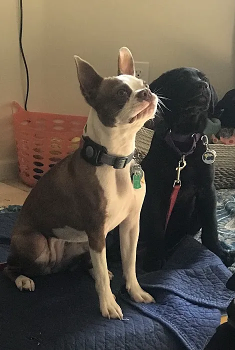 Banfield Pet Hospital 2