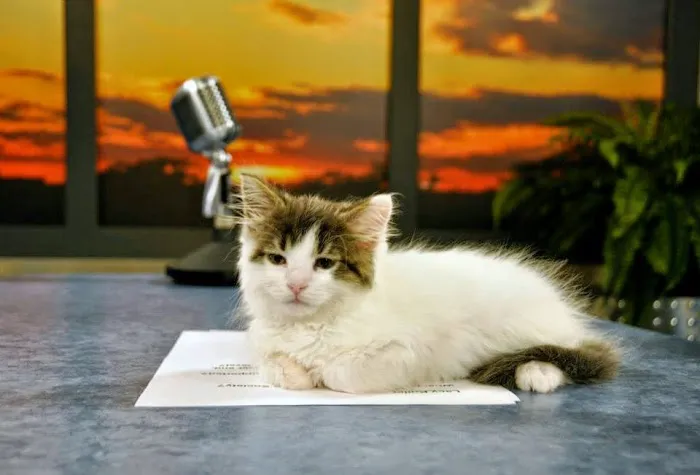 Chesapeake Humane Society Veterinary Clinic 9