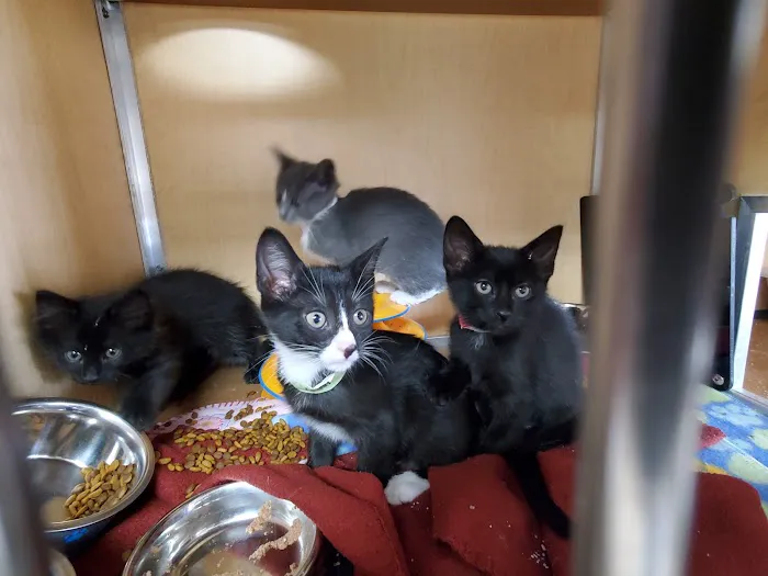 Chesapeake Humane Society Veterinary Clinic 4
