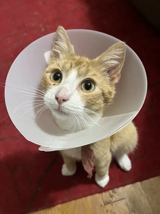 Chesapeake Humane Society Veterinary Clinic 7
