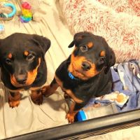 Banfield Pet Hospital ico