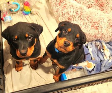 Banfield Pet Hospital