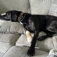 Mt. Pleasant Vet Clinic ico