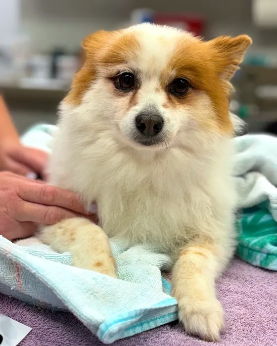 Ally Urgent Veterinary Care 12