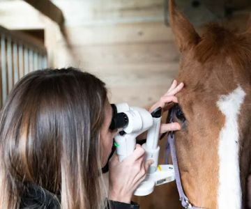 Animal Vision Center of Virginia