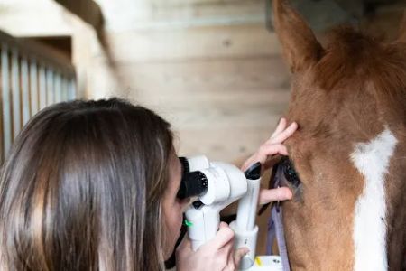 Animal Vision Center of Virginia