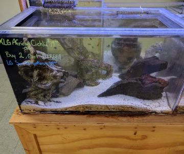 The Love Aquarium