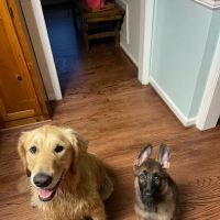 General Booth Veterinary Hospital ico